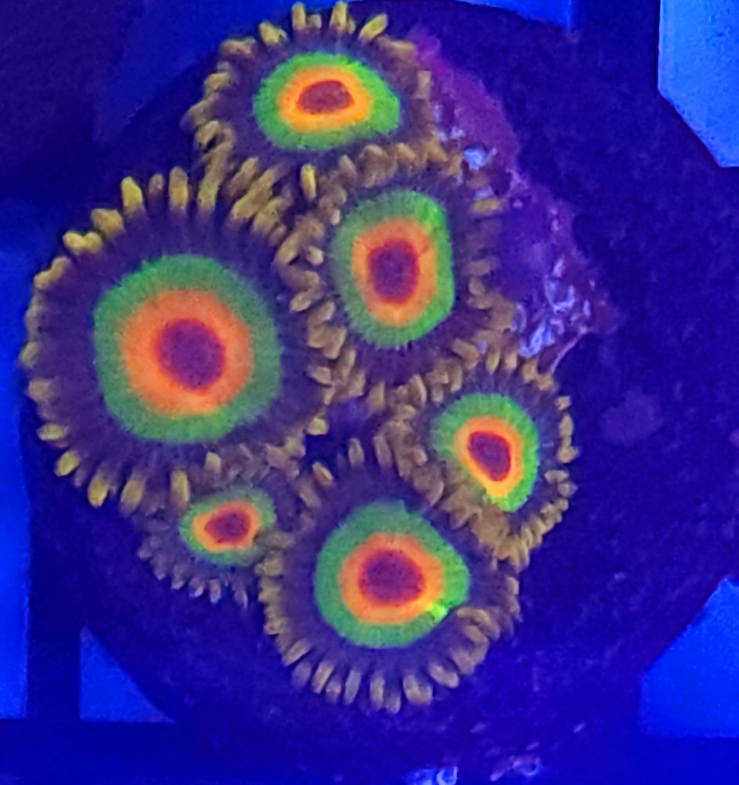 Zoa - Rasta