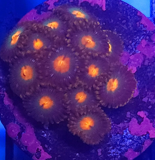 Zoa - Zoa Frag