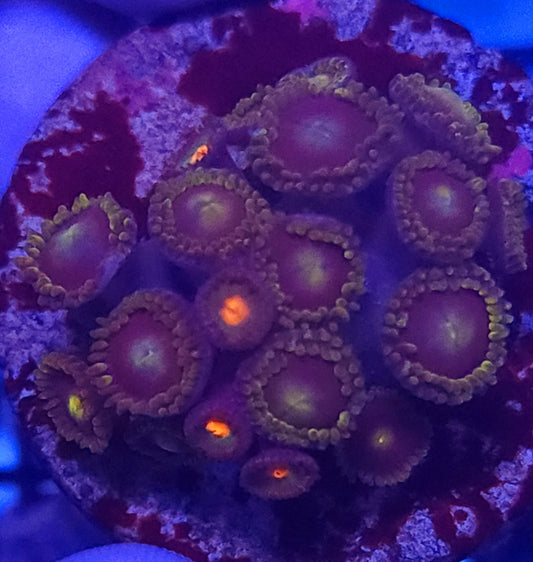 Zoa - Zoa Frag