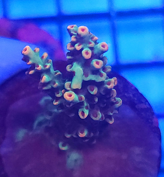 Acropora - Aussie Strawberry Shortcake