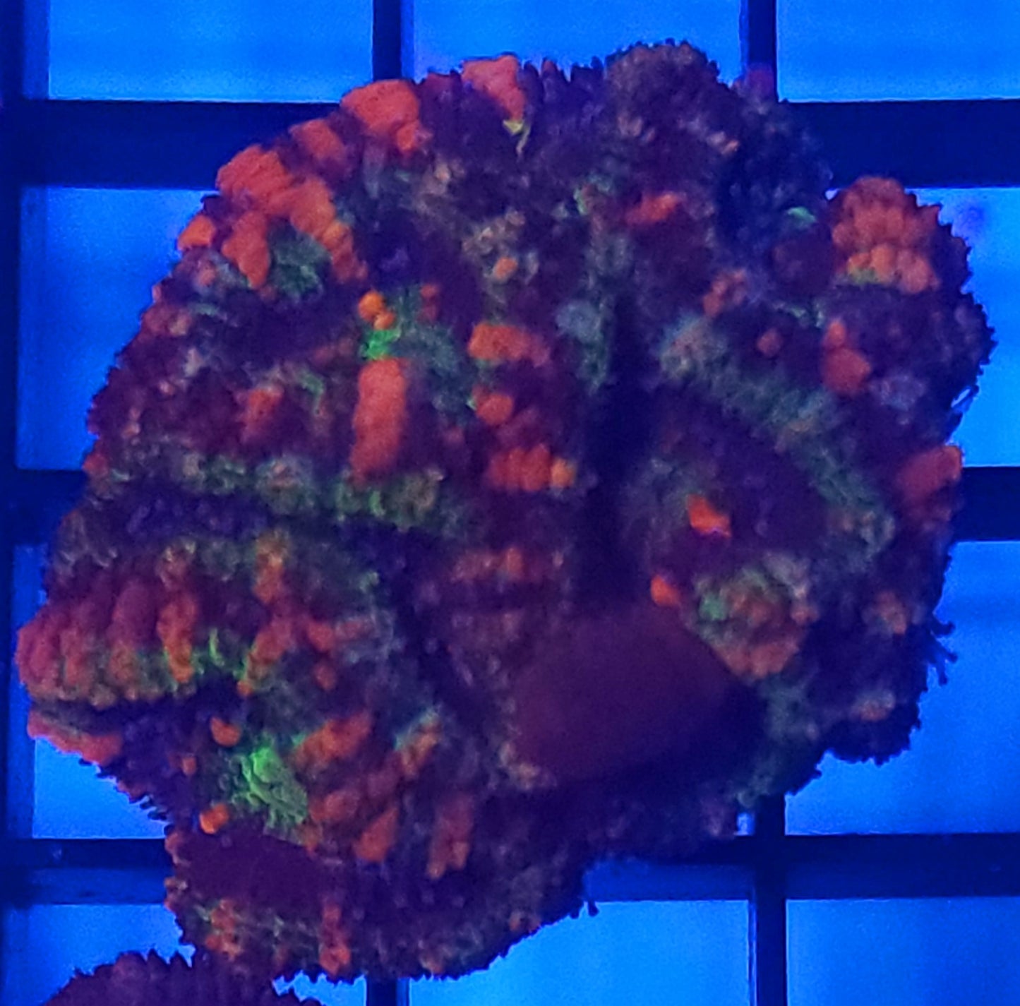 Acan - Acan Frag