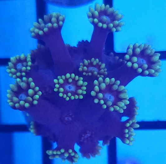 Goniopora - Goniopora frag